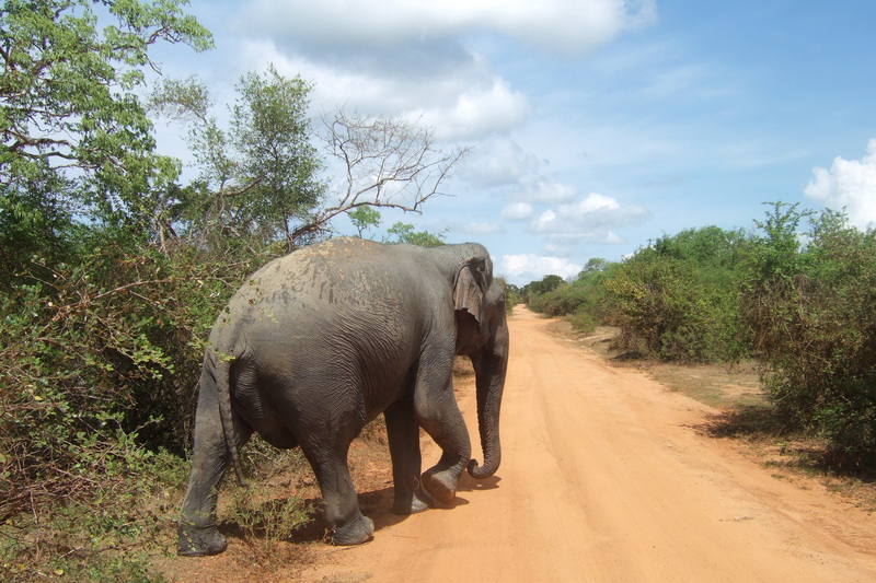 Sri Lanka, Yala National Park